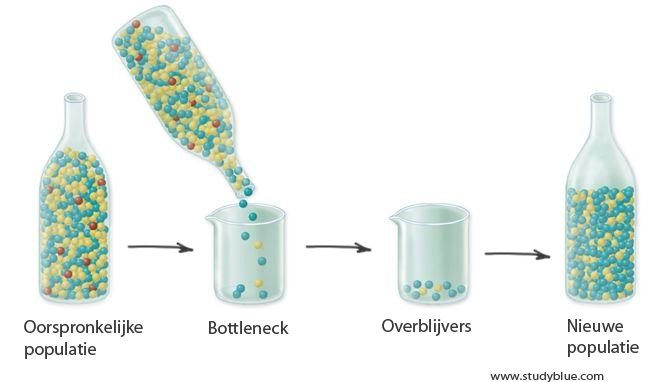 Hoe beschrijf je een populatie  Ecopedia