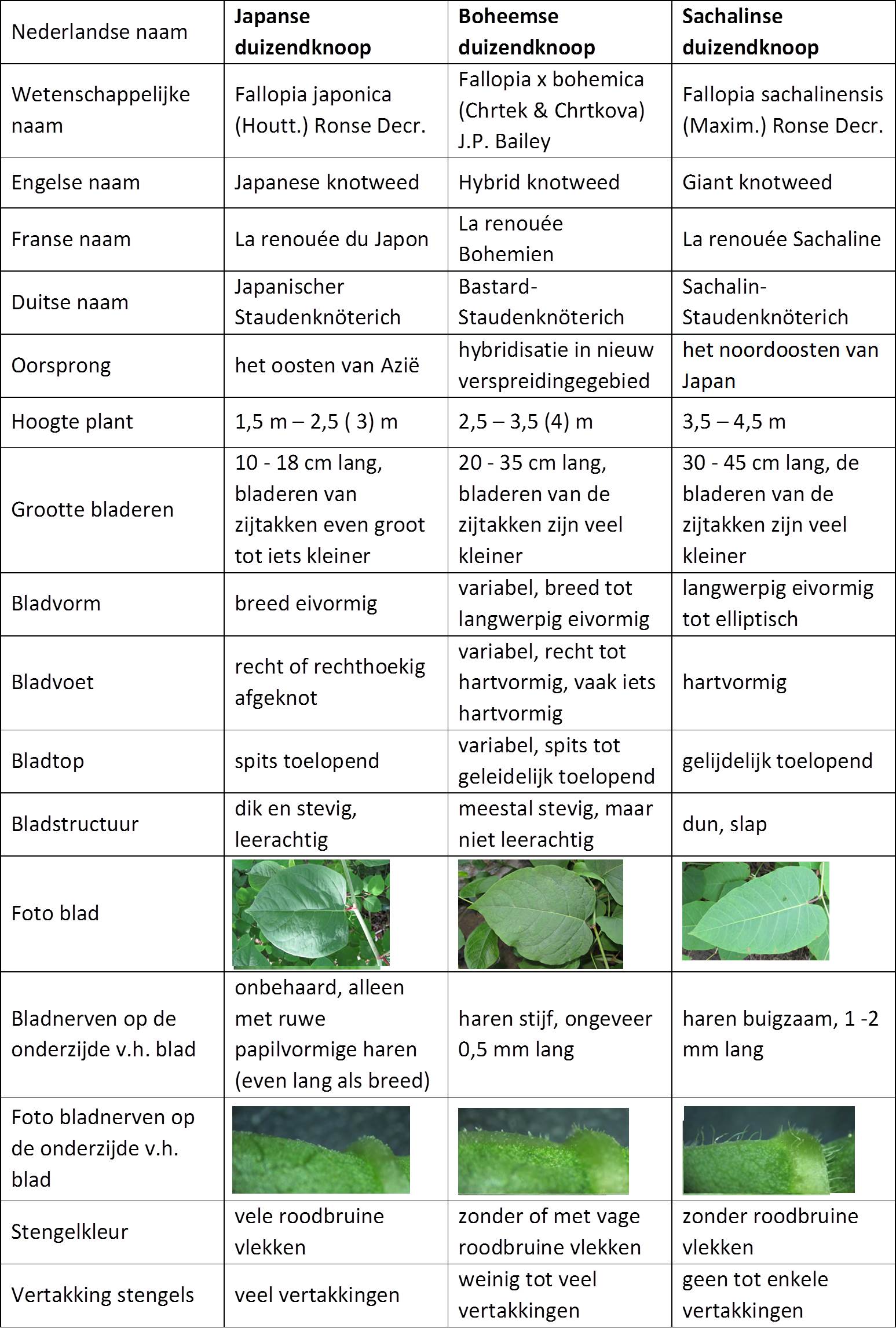 Determinatietabel invasieve duizendknopen Determinatietabel invasieve duizendknopen