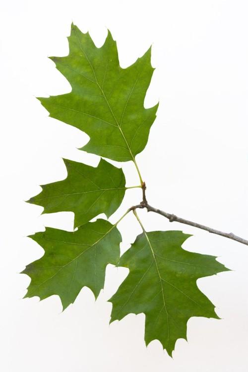 Amerikaanse eik Ecopedia