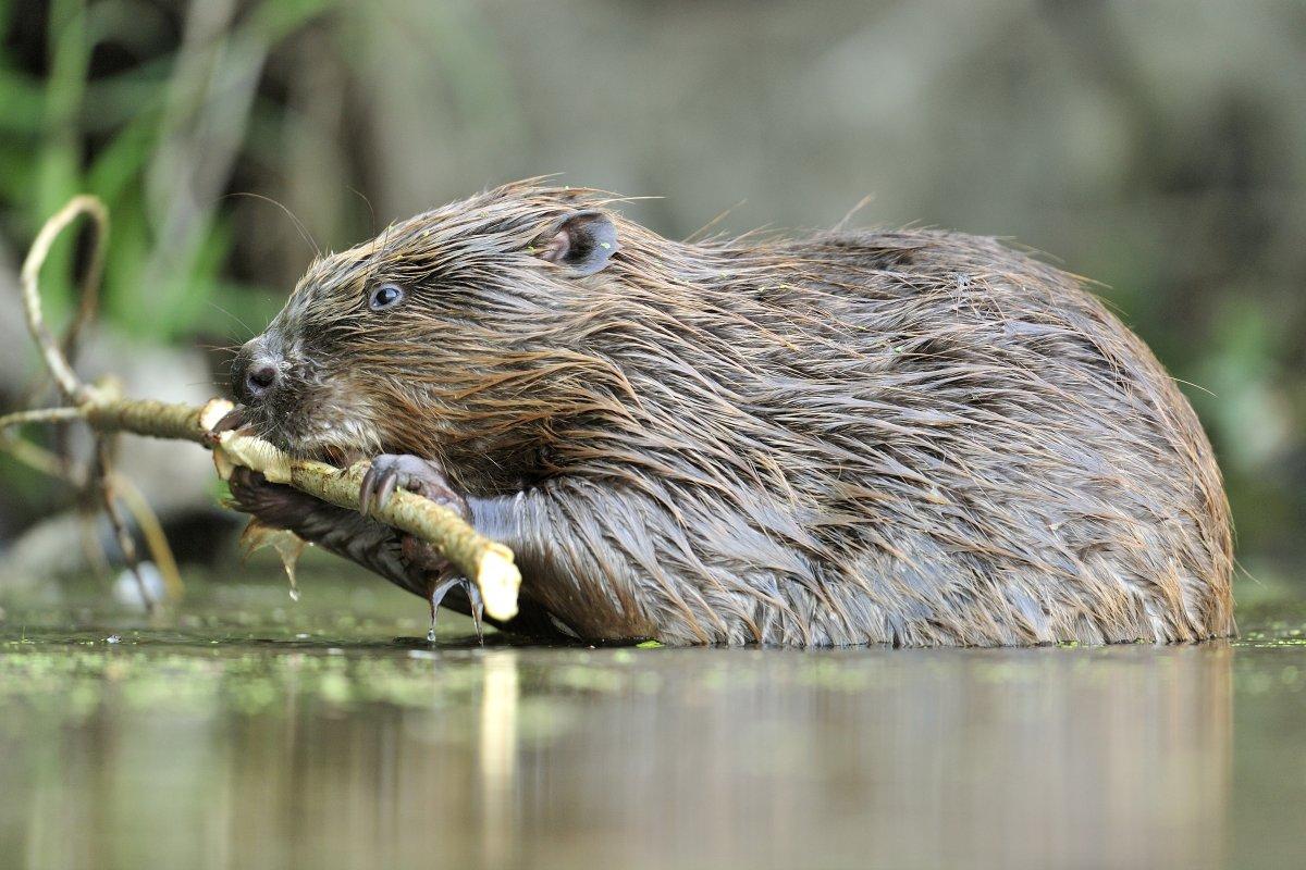 Bever Ecopedia Bever Ecopedia