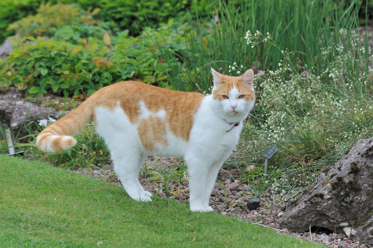 Huiskat en verwilderde kat Ecopedia Huiskat en verwilderde kat Ecopedia
