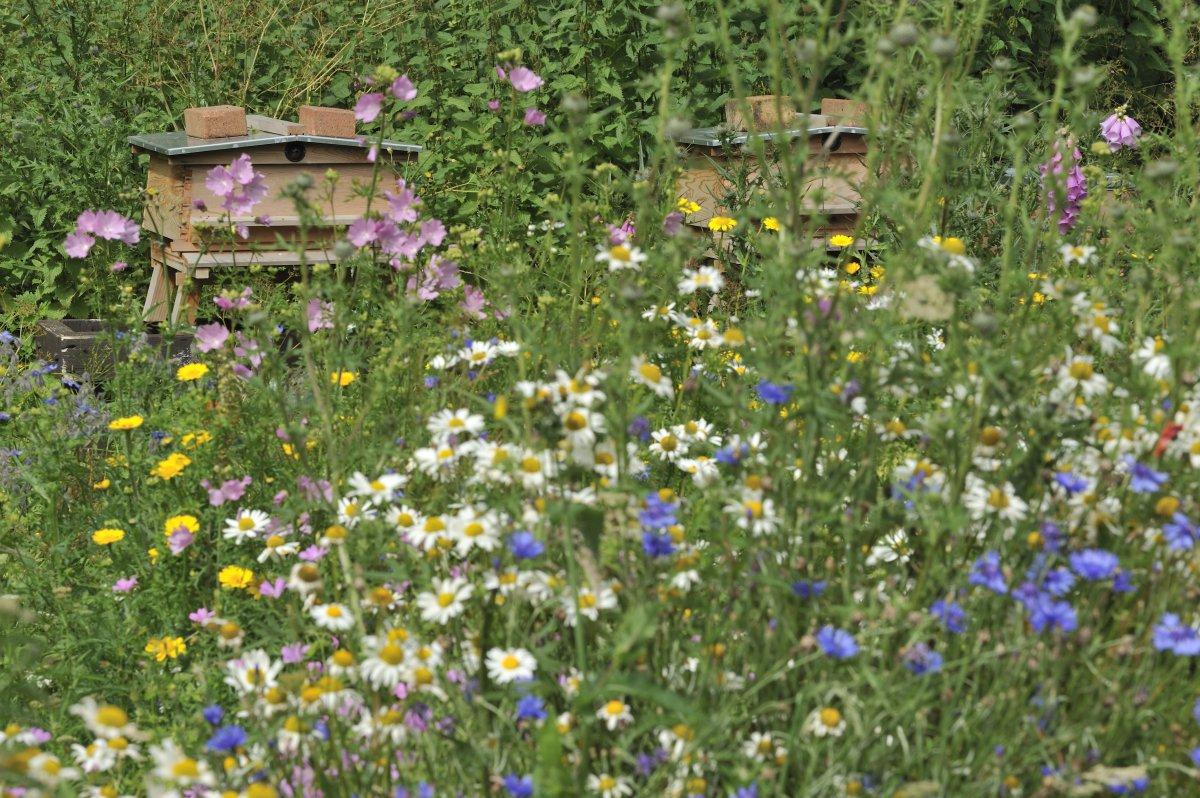 tuin definitie bloemenweide ecopedia tuin definitie bloemenweide ecopedia