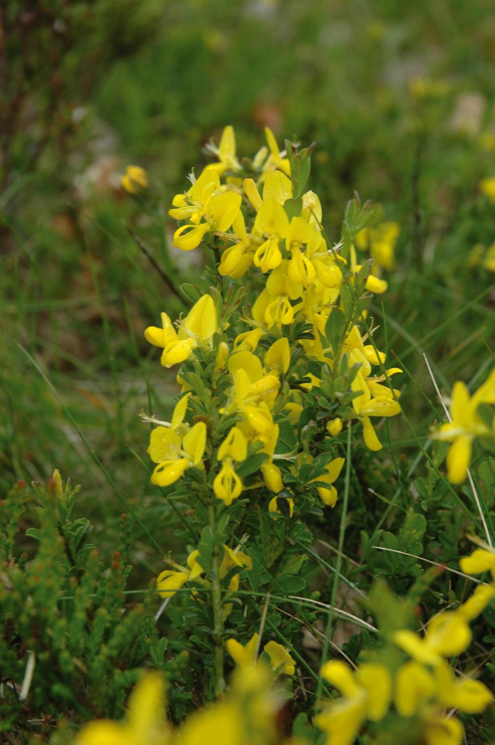 Antroposofiska singlar