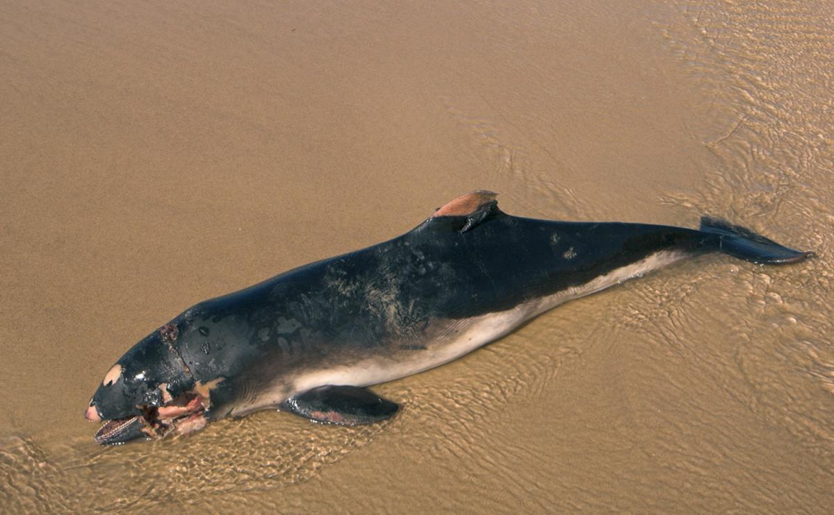 Bruinvis | Ecopedia