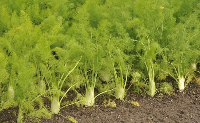 tuin definitie moestuin ecopedia tuin definitie moestuin ecopedia
