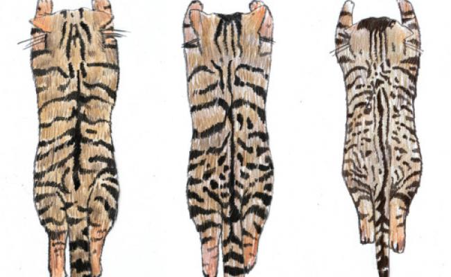 Huiskat en verwilderde kat | Ecopedia