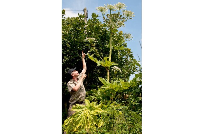 boston cucumber plant Purely Organic Boston Pickling Cucumber Seeds main image 0