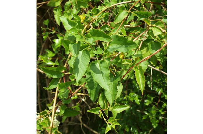 Chinese bruidssluier | Ecopedia