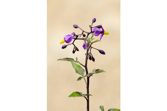 Bitterzoet | Ecopedia