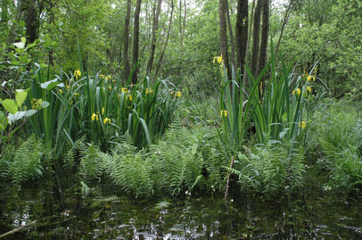 Bitterzoet | Ecopedia