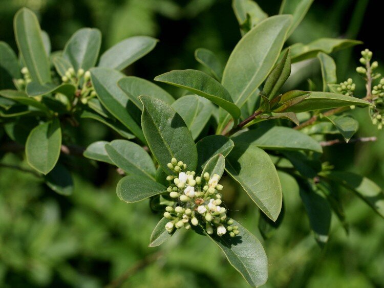 Wilde liguster | Ecopedia