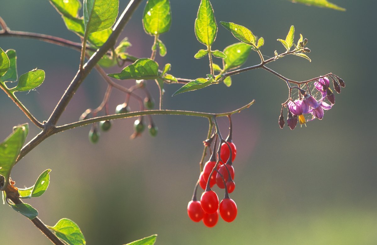 choisya plant PINBALL BLIZZARD™ Mexican Orange main image 0