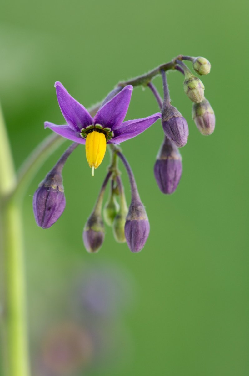 Bitterzoet | Ecopedia